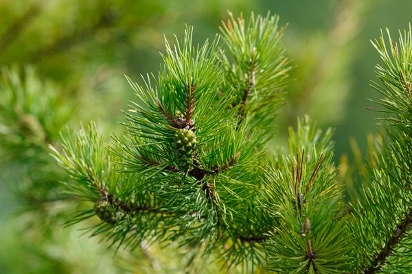 cone branch pine - Варенье из сосновых шишек