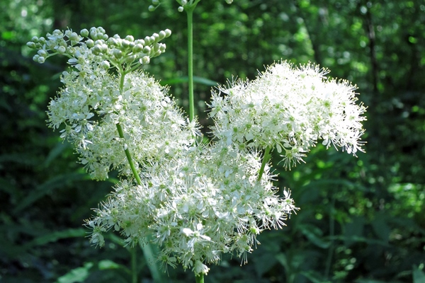 flowering meadowsweet a swamp plant with a delicious smell - Напиток медовый с таволгой
