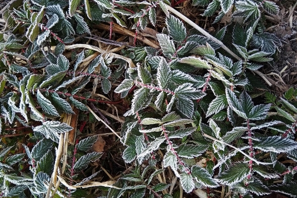 frostcovered leaves meadowsweet vyazolistnaya natural background - Яблочный компот с таволгой