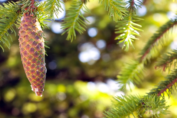pine tree cone oleoresin turpentine green blurred background - Варенье из еловых шишек