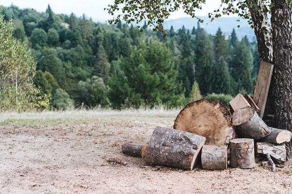 a glade in the forest with folded firewood for a - Лещина: сроки сбора лесного ореха и рецепт приготовления