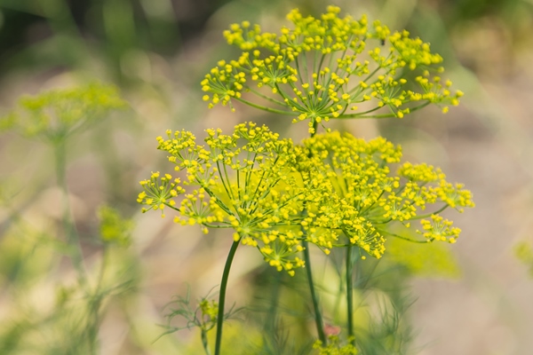 dill flowers close up on a blurred background - Солёные огурцы с яблоками