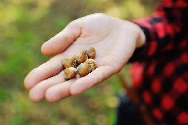 hazelnuts in women s hands - Лещина: сроки сбора лесного ореха и рецепт приготовления