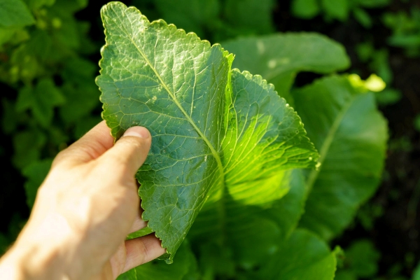 horseradish leaves armoracia rusticana cultured plant popular in russia leaves and roots are used in cooking and medicine - Солёные огурцы с яблоками