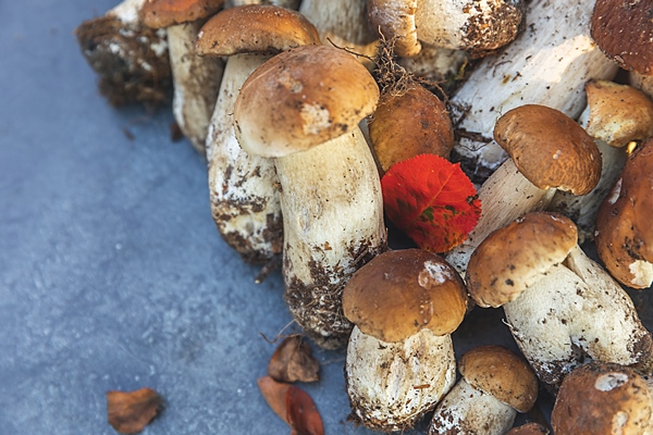 autumn fall composition raw edible mushrooms penny bun on dark black stone shale background ceps - Монастырский концентрированный бульон, постный стол