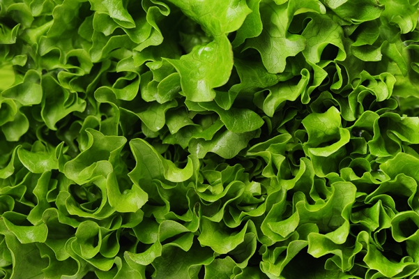 lettuce closeup texture background - Монастырский концентрированный бульон, постный стол