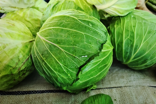 close up fresh wet green cabbage - Овощная икра (школьное питание)
