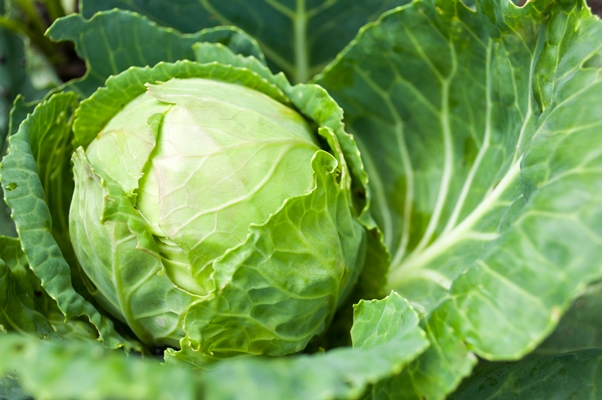 cabbage head growing on the vegetable bed - Тушёная капуста с ламинарией (школьное питание)