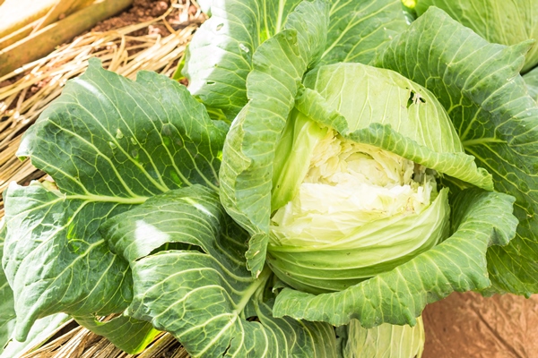 cabbage - Овощное рагу (школьное питание)