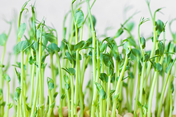 microgreens growing sprouted peas close up view - Овощная запеканка с микрозеленью (школьное питание)