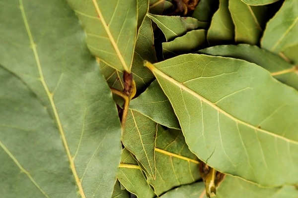 pile of dry laurel leaves - Тушёная капуста с ламинарией (школьное питание)