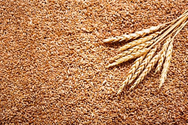 wheat ears with grains as - Каша жидкая молочная пшеничная (школьное питание)