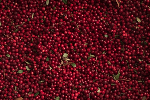 harvest of fresh wild lingonberry - Кисель из брусники (школьное питание)