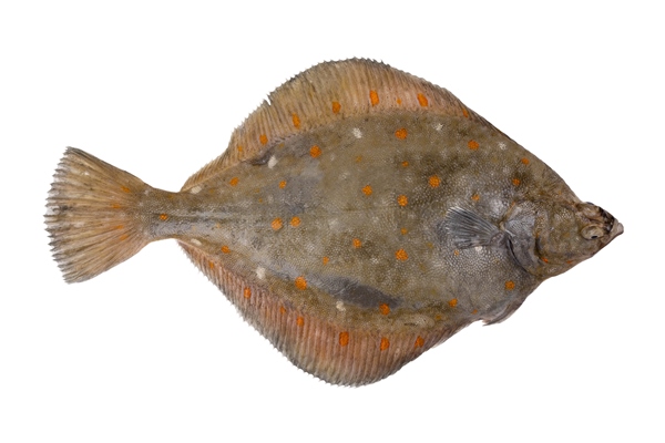 plaice fish isolated on white background fresh flounder seafood - Камбала в панировке с сыром
