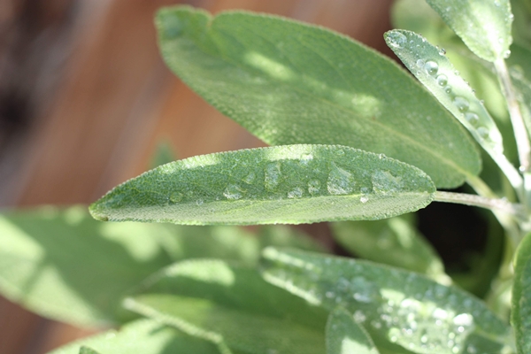 closeup shot of a green leaved sage plant under the sunlight - Паста с шалфеем