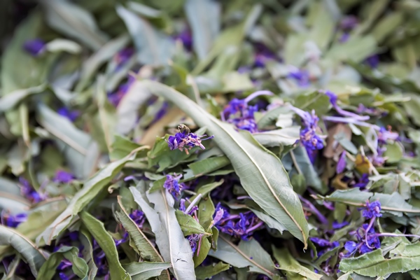dry fireweed or blooming sally plants for herbal tea and homeopathic medicine - Клубничный напиток с шалфеем