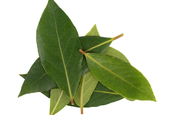 fresh green leaves bay leaf isolated white laurus isolated - Борщ в мультиварке