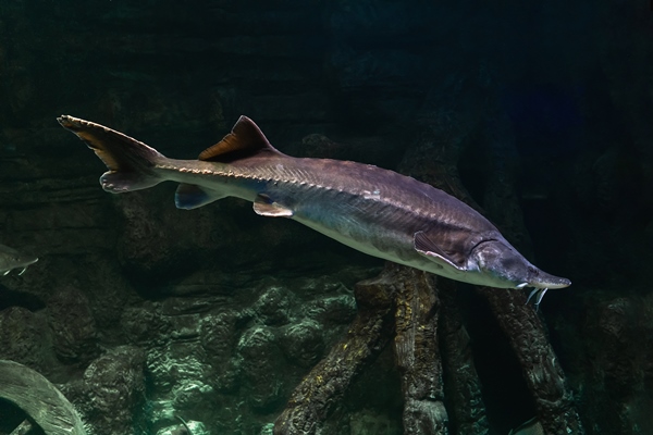 freshwater fish kaluga genus beluga sturgeon family - Хозяйке на заметку: словарь кондитера