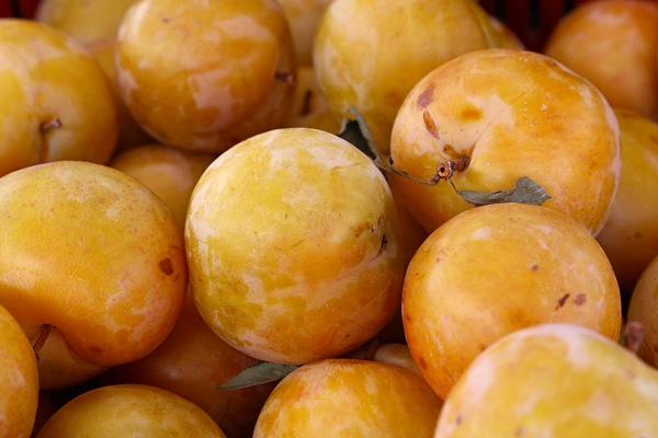 full frame shot of mirabelle plums for sale at market stall - Хозяйке на заметку: словарь кондитера