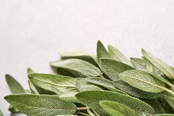 sage bunch of fresh green leaves herb sage abstract texture background nature concepts soft and selective focus texture mock up top view with copyspace 1 - Цукини на гриле с шалфеем