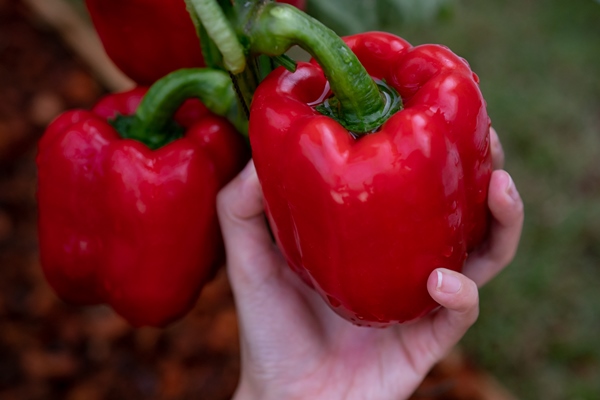 closeup farmer s hands harvest bell pepper garden farmers hands with fresh bell pepper - Томатный суп в мультиварке, постный стол