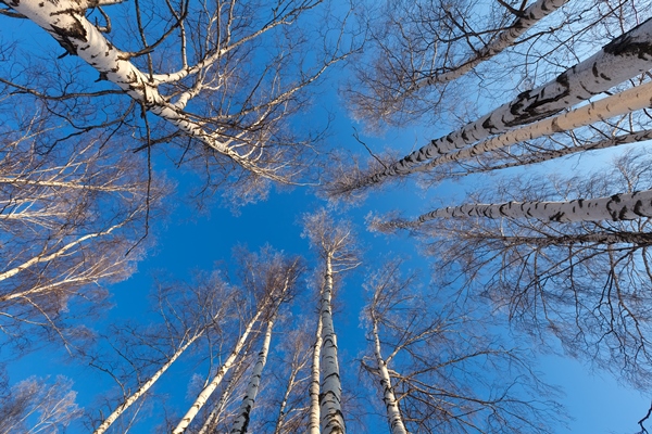 birch forest winter day - Правила и сроки сбора берёзового сока