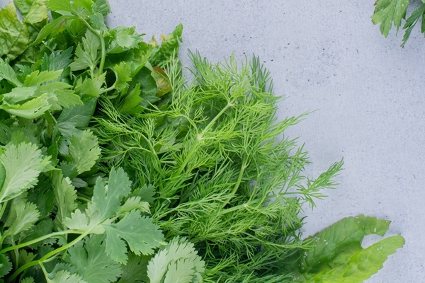 bundles mint parsley coriander dill marble background - Овощной паштет с икрой