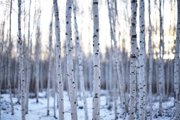 close up frozen trees forest winter - Чага - берёзовый гриб