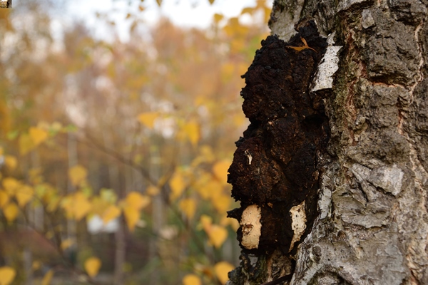close up lichen tree trunk - Чага - берёзовый гриб