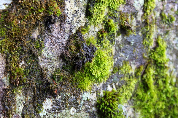 close up moss growing tree trunk - Правила и сроки сбора берёзового сока