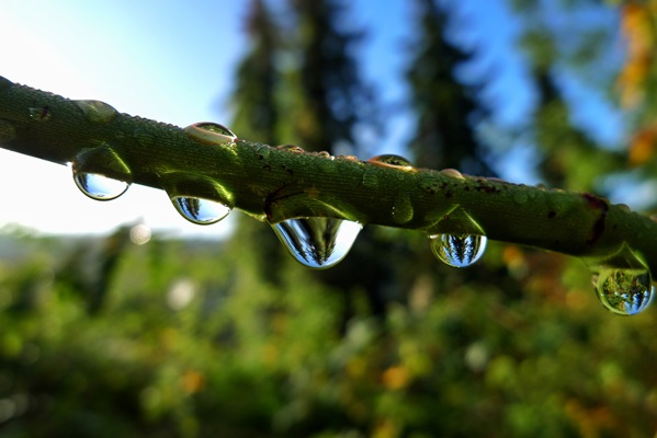 close up water drops plant - Правила и сроки сбора берёзового сока