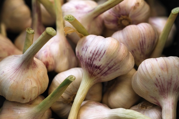 fresh aromatic garlic bulbs - Бутербродная ореховая паста по-афонски