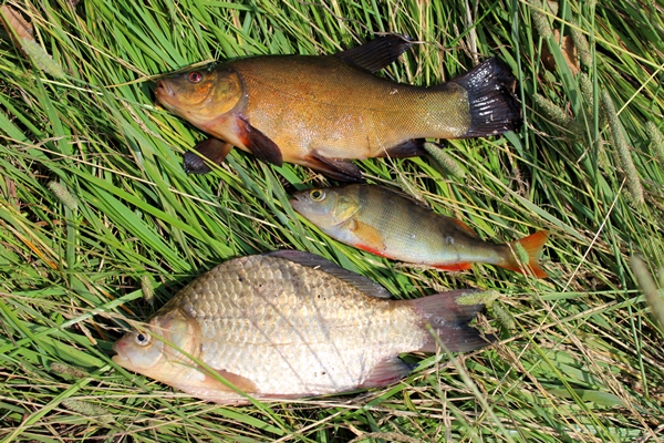 image caught fishes tench perch crucian - Уха на берёзовом соке