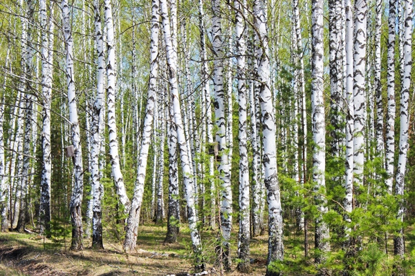 landscape birch forest early spring - Чага - берёзовый гриб