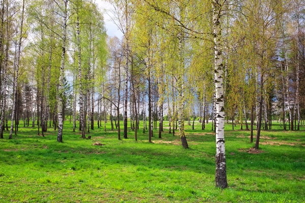 park with birch trees green grass - Правила и сроки сбора берёзового сока