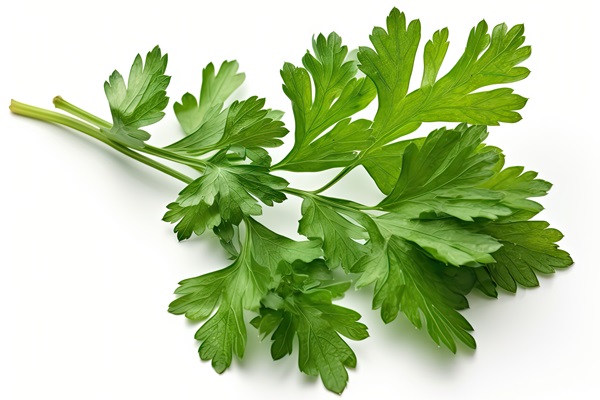 parsley isolated white background with clipping path - Киноа с креветками