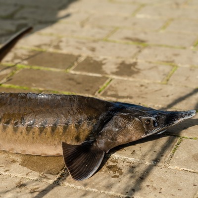 Как разделать осетра
