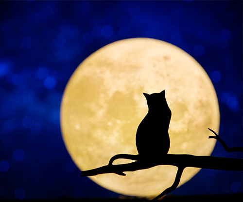 Психология суеверий