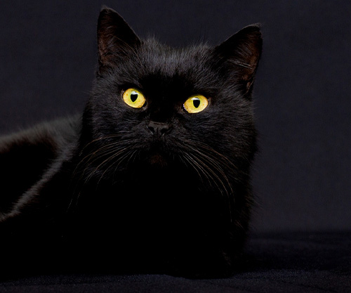 Как спастись от черной кошки на узкой дорожке?