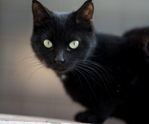 Почему «работают» приметы?