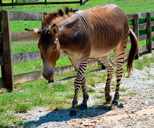 «Телегония» — антихристианская лженаука