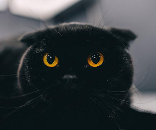 13 самых распространенных и глупых суеверий