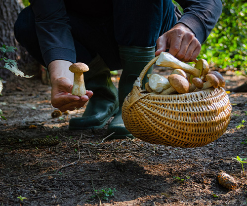 Приметы о грибах