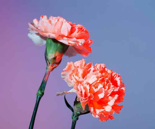 Чётное число для покойников, нечётное для живых?