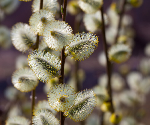 Освящается не верба, а христианин, держащий её в руке