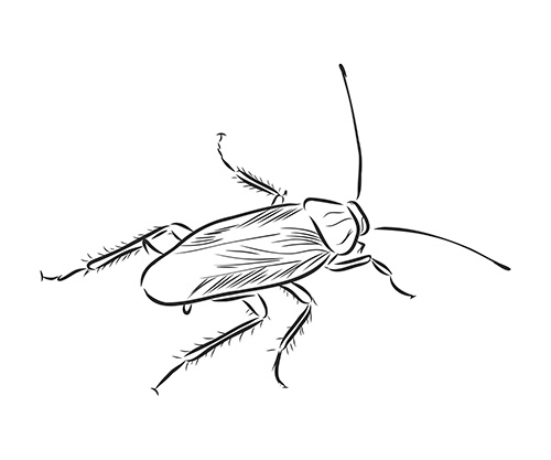 Гадание на таракане