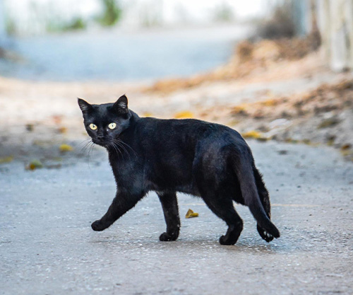 <span class=bg_bpub_book_author>священник Алексий Стрижов</span> <br>«Батюшка, у меня каша в голове!», или Ревизия жизни
