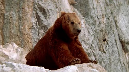 Медведь (L’ours)