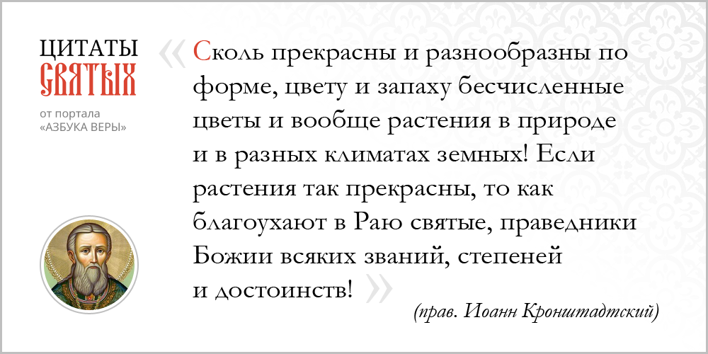 azsaints 341 – Растения