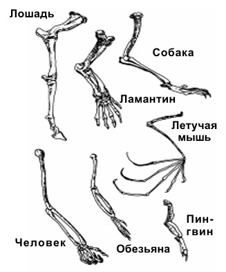 screenshot 18 – Камни и кости